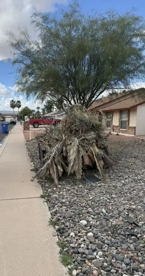 Heap of dried palm fronds under a desert tree on a gravel front yard